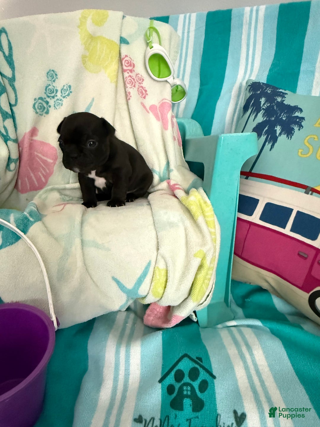 French Bulldog dogs for sale: Akc Black - Image 10