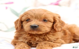 Cavapoo dogs for sale: Cavapoo 5 puppies - Image 6