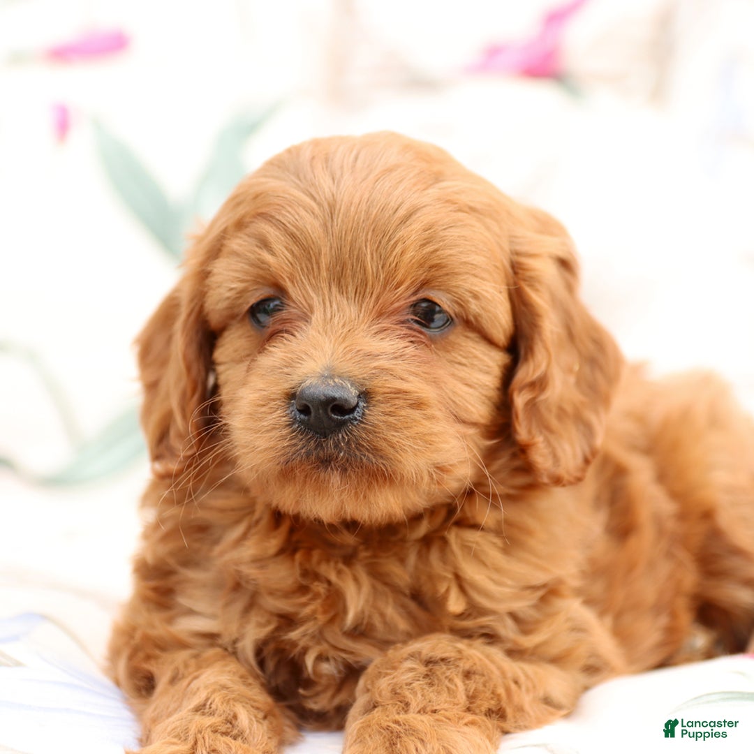 Cavapoo dogs for sale: Cavapoo 5 puppies - Image 6