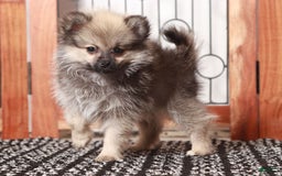 Pomeranian dogs for sale: Claire - Image 2