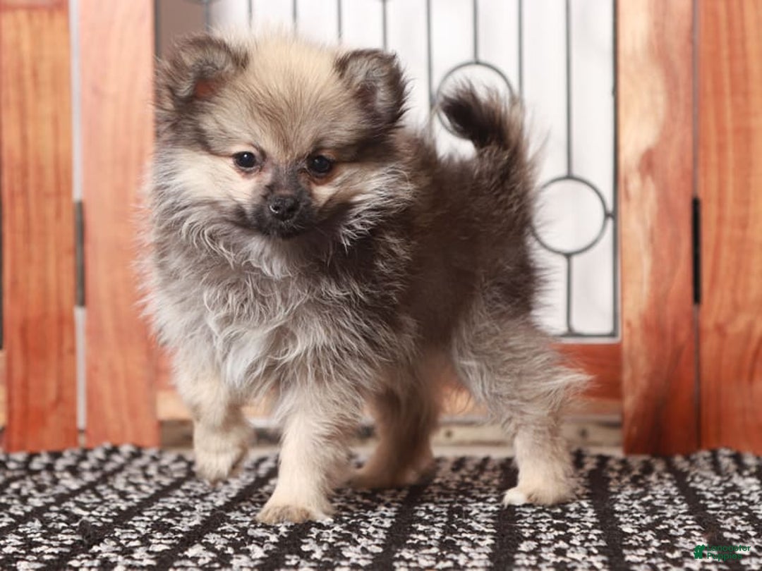 Pomeranian dogs for sale: Claire - Image 2