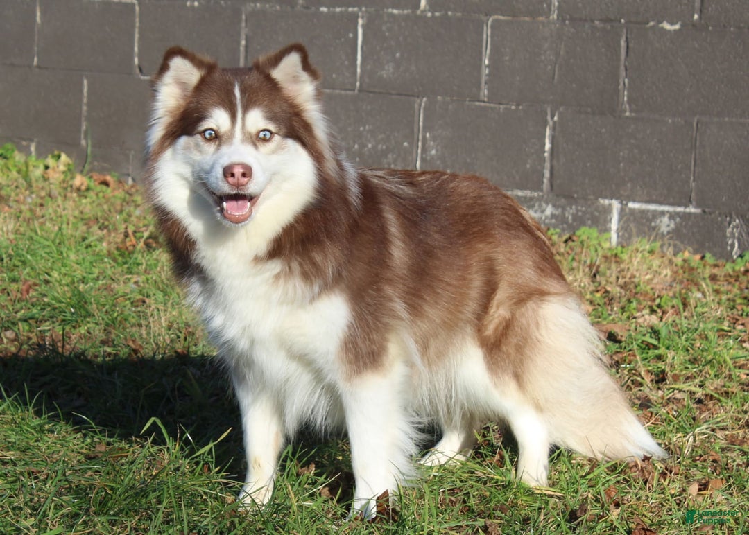 Pomsky dogs for sale: Chip - Image 5