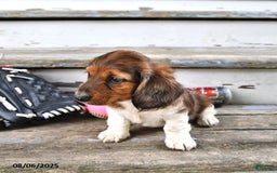 Miniature Dachshund dogs for sale: Carson - Image 3