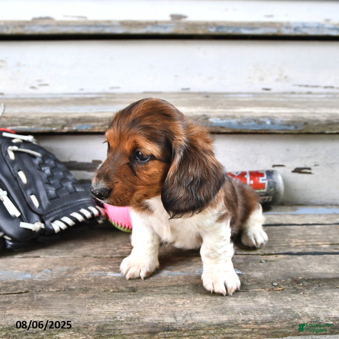 Miniature Dachshund dogs for sale: Carson - Image 3