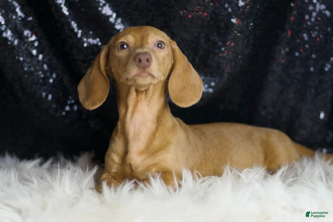 Miniature Dachshund dogs for sale: Greta - Image 6