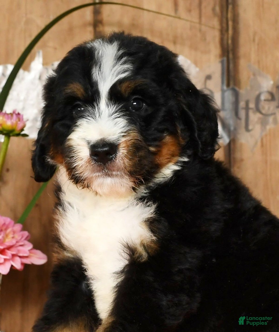 Bernedoodle dogs for sale: Dawn - Image 9