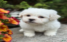 Teddy Bear dogs for sale: Rhyme - Image 6