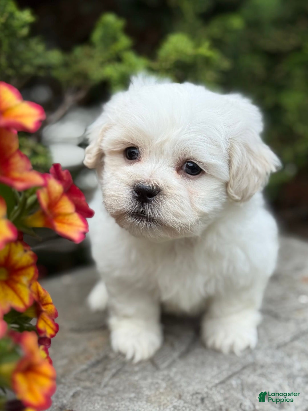 Teddy Bear dogs for sale: Rhyme - Image 6