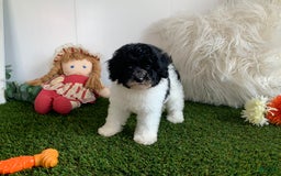 Toy Poodle dogs for sale: Jaydon - Image 3