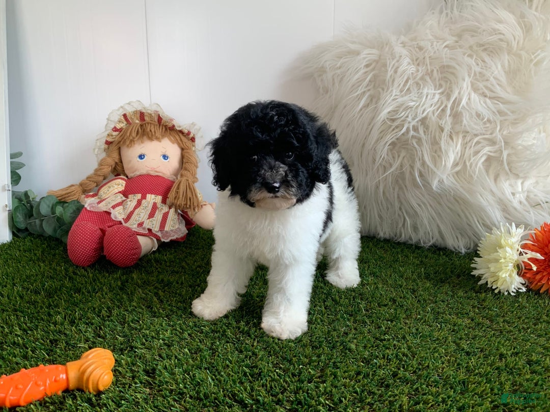 Toy Poodle dogs for sale: Jaydon - Image 3