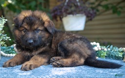 German Shepherd dogs for sale: Gibson - Image 1