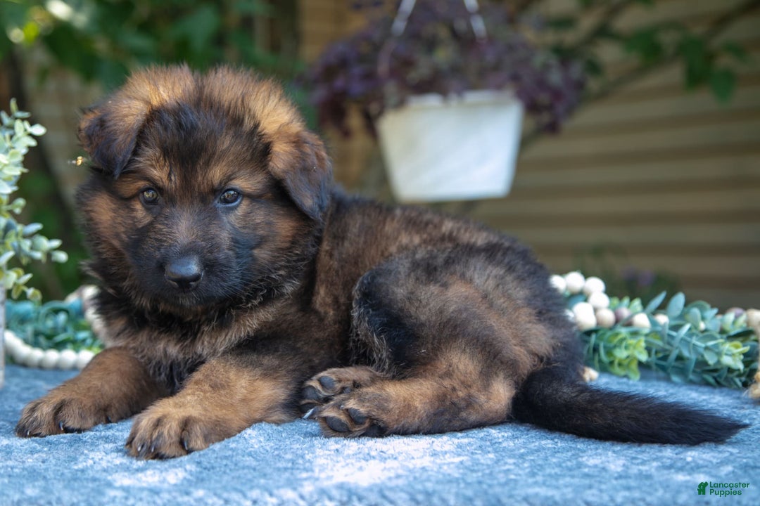 German Shepherd dogs for sale: Gibson - Image 1