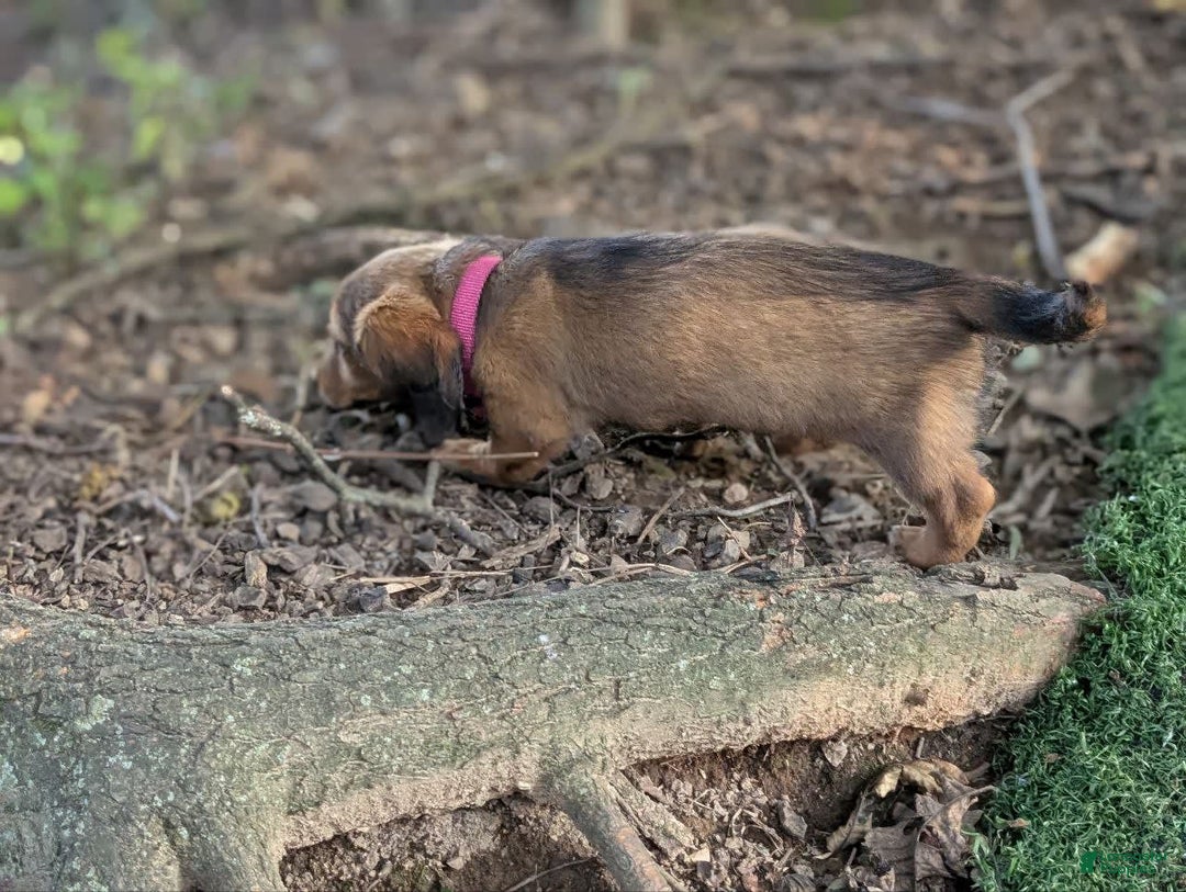 Dachshund dogs for sale: Lena - Image 11