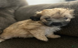 Teddy Bear dogs for sale: Max - Image 3