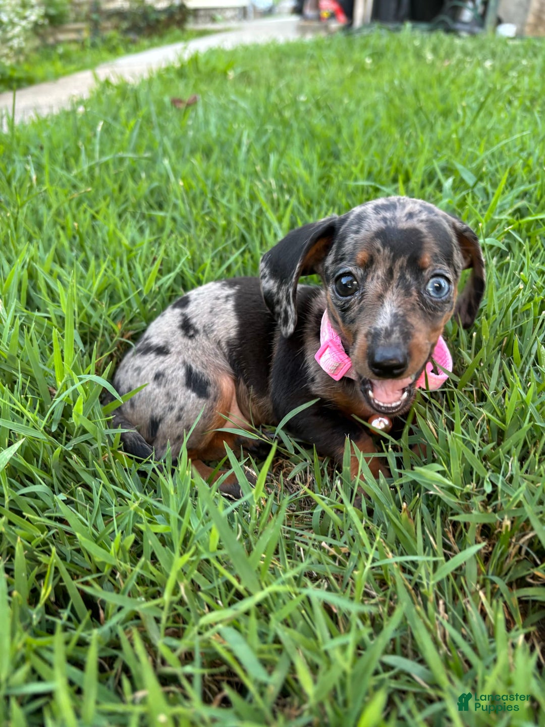 Miniature Dachshund dogs for sale: Gouda - Image 2