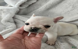 French Bulldog dogs for sale: Hugo - Image 2
