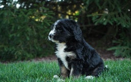 Bernedoodle dogs for sale: Sissy - Image 5