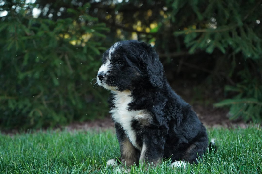 Bernedoodle dogs for sale: Sissy - Image 5