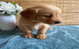 Golden Retriever dogs for sale: Luke - Image 2