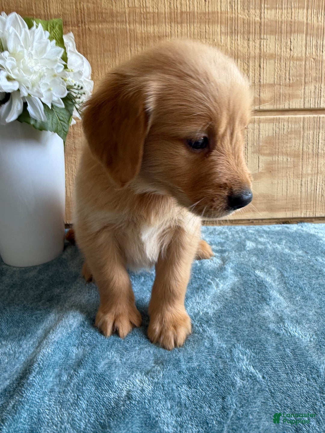 Golden Retriever dogs for sale: Luke - Image 2