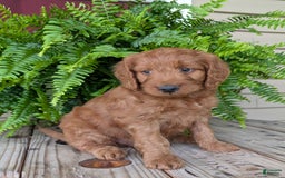 Goldendoodle dogs for sale: Ben - Image 27