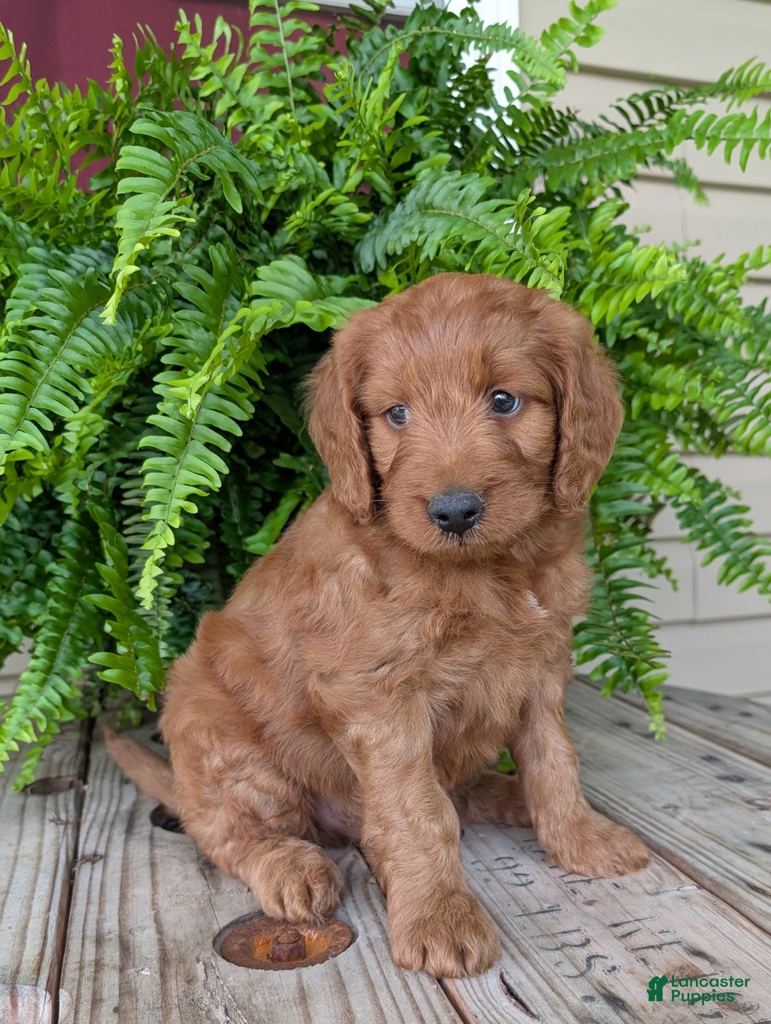 Goldendoodle dogs for sale: Ben - Image 27