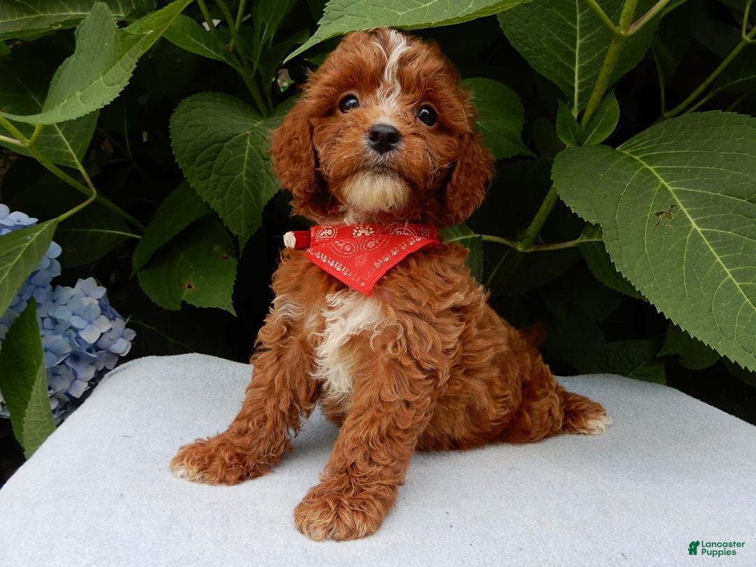 Cavapoo dogs for sale: Finn - Image 5