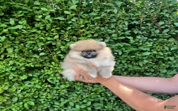 Maltipoo dogs for sale: Dora - Image 2