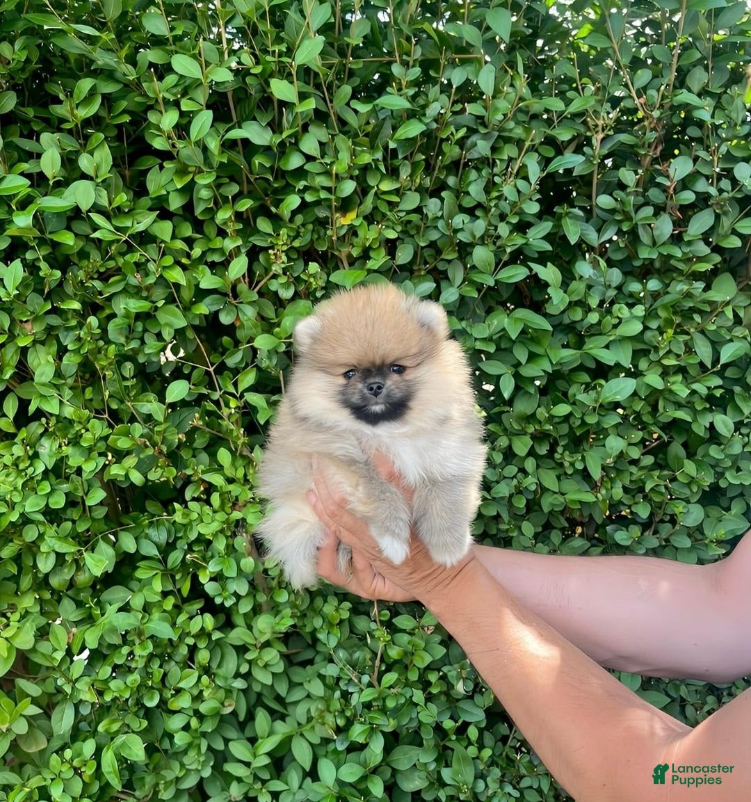 Maltipoo dogs for sale: Dora - Image 2