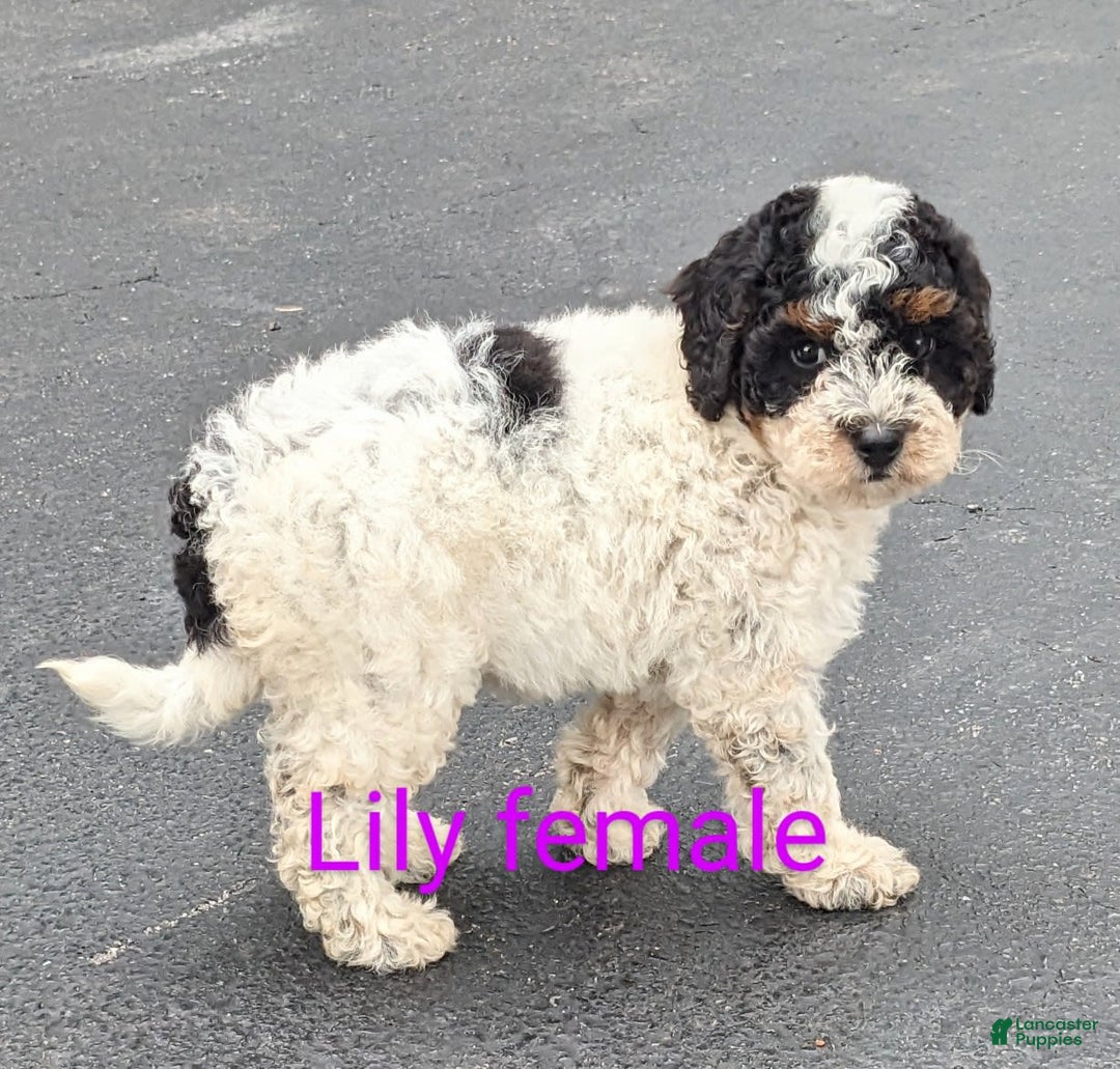 Mini Goldendoodle dogs for sale: Lily - Image 4