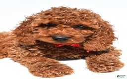 Cockapoo dogs for sale: Lance - Image 5