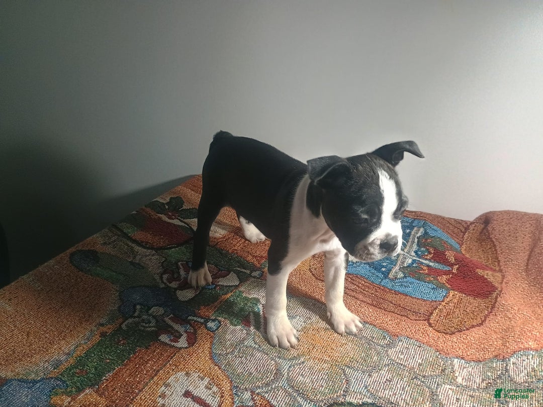 Boston Terrier dogs for sale: Lola - Image 5