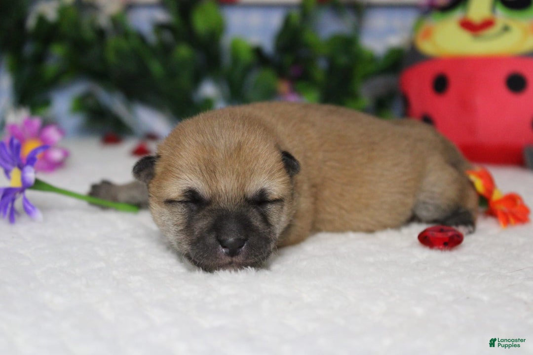 Shiba Inu dogs for sale: Larry - Image 47