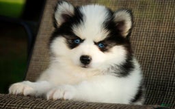 Pomsky dogs for sale: Flare - Image 9