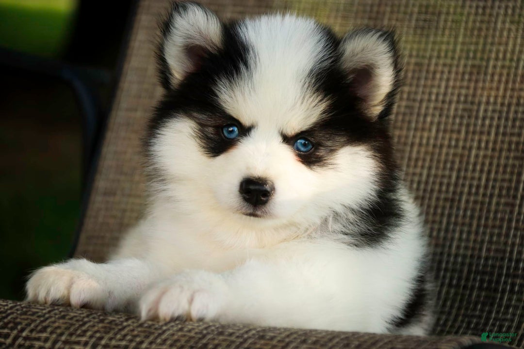 Pomsky dogs for sale: Flare - Image 9