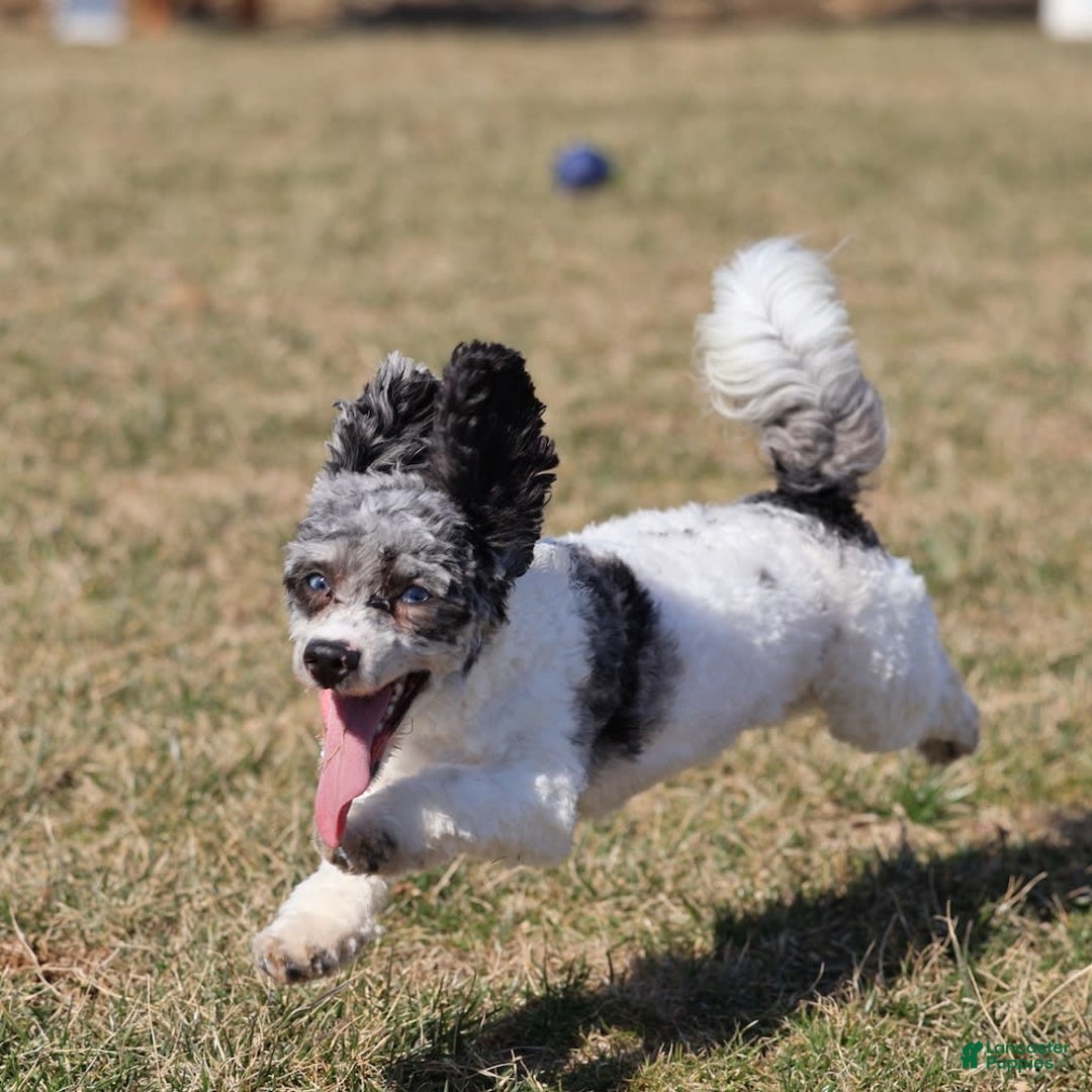 Havapoo dogs for sale: Calvin - Image 11