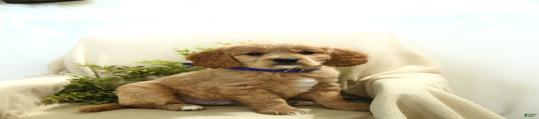Barney