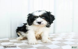 Cavapoo dogs for sale: Kentucky - Image 3
