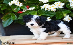 Maltese dogs for sale: Jenny - Image 2