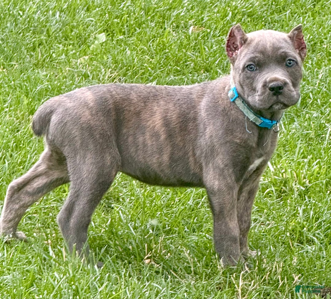 Cane Corso dogs for sale: Bella - Image 6