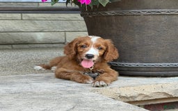 Goldendoodle dogs for sale: Ginger - Image 10