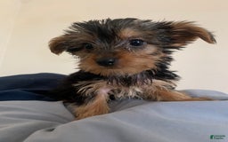 Yorkshire Terrier dogs for sale: Cash - Image 14