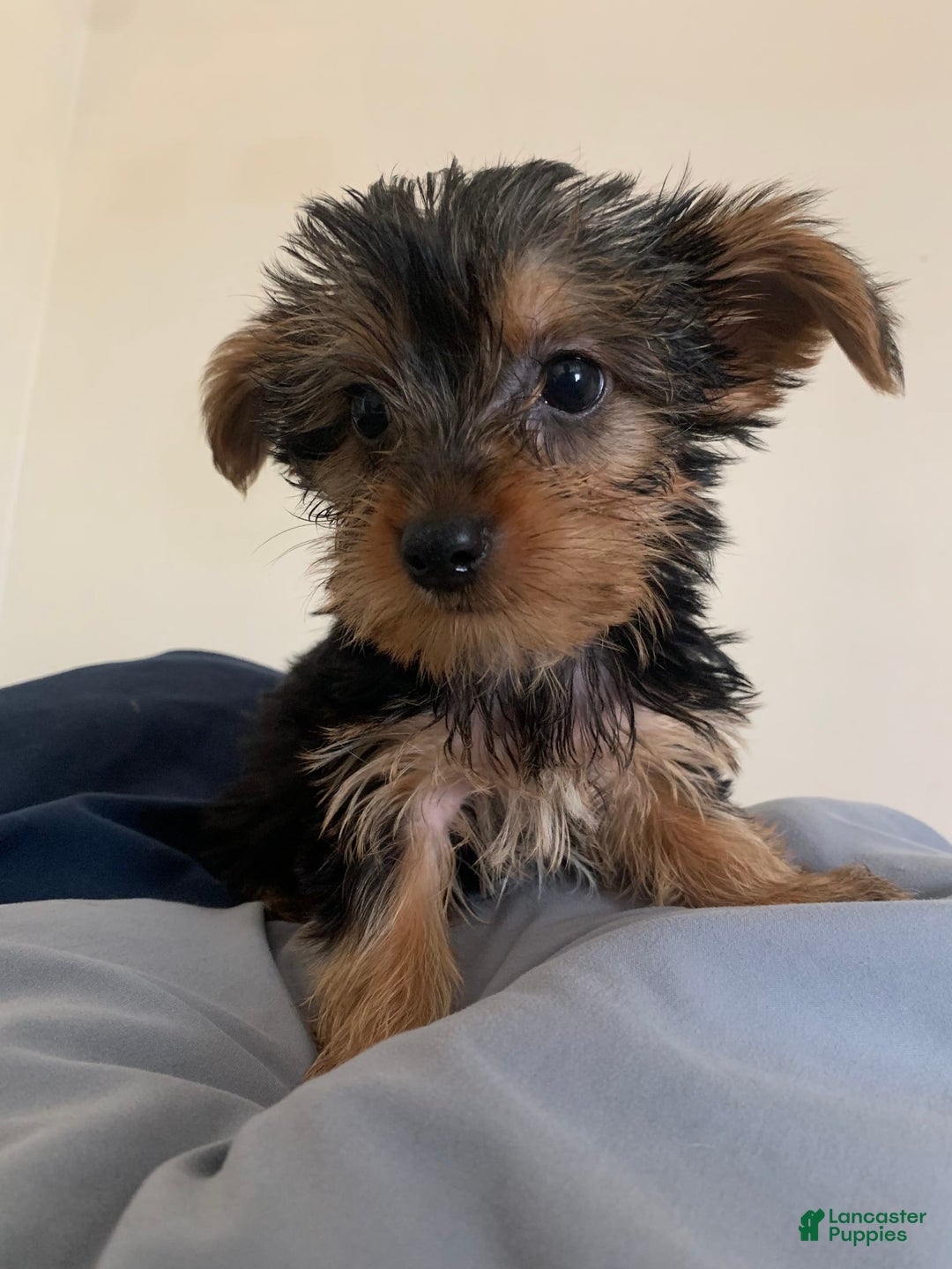 Yorkshire Terrier dogs for sale: Cash - Image 14