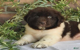 Newfoundland dogs for sale: Sasha - Image 4