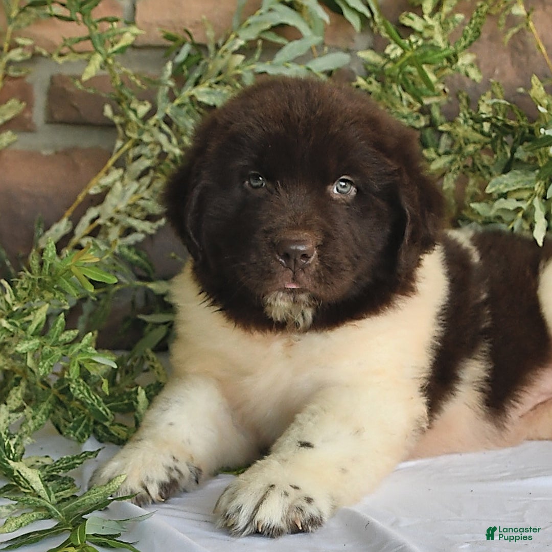 Newfoundland dogs for sale: Sasha - Image 4