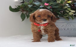 Cavapoo dogs for sale: Carson - Image 2