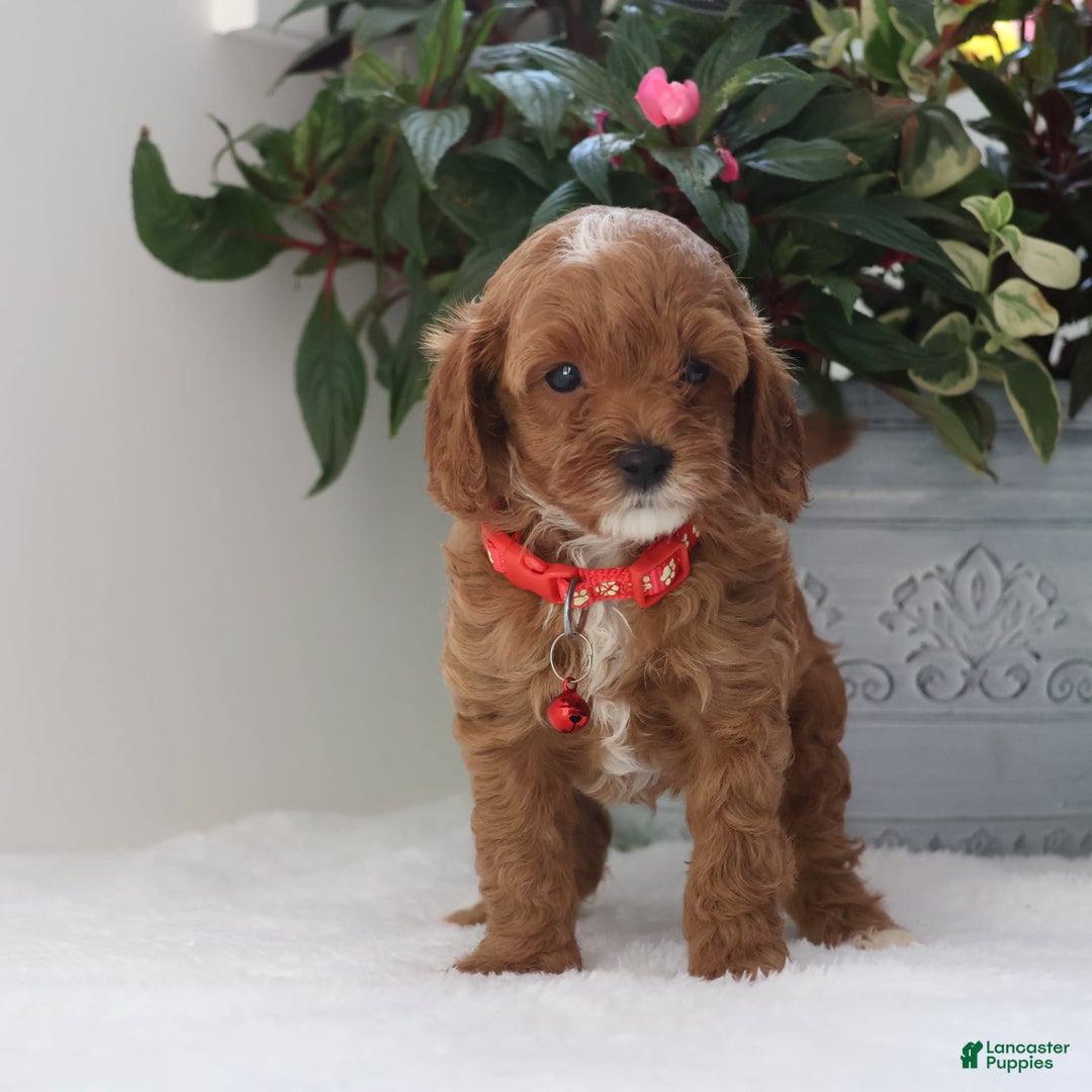 Cavapoo dogs for sale: Carson - Image 2
