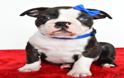 Frenchton dogs for sale: Boomer - Image 5