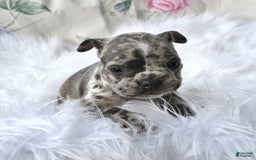 Frenchton dogs for sale: Parker - Image 12