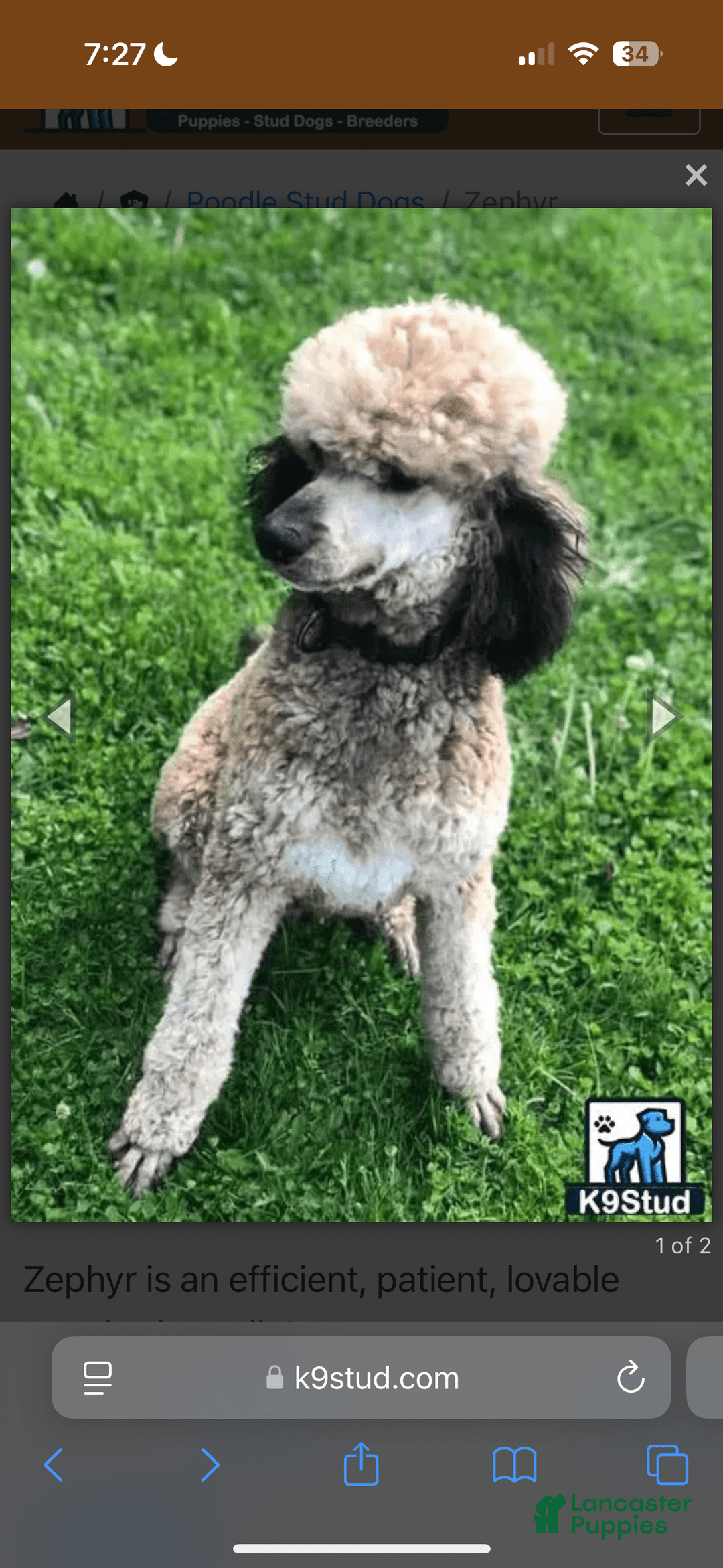 Aussiedoodle dogs for sale: Dun - Listing for pets: Winona, Dolly, Reba, Brooks, Dun, Urban - Image 5